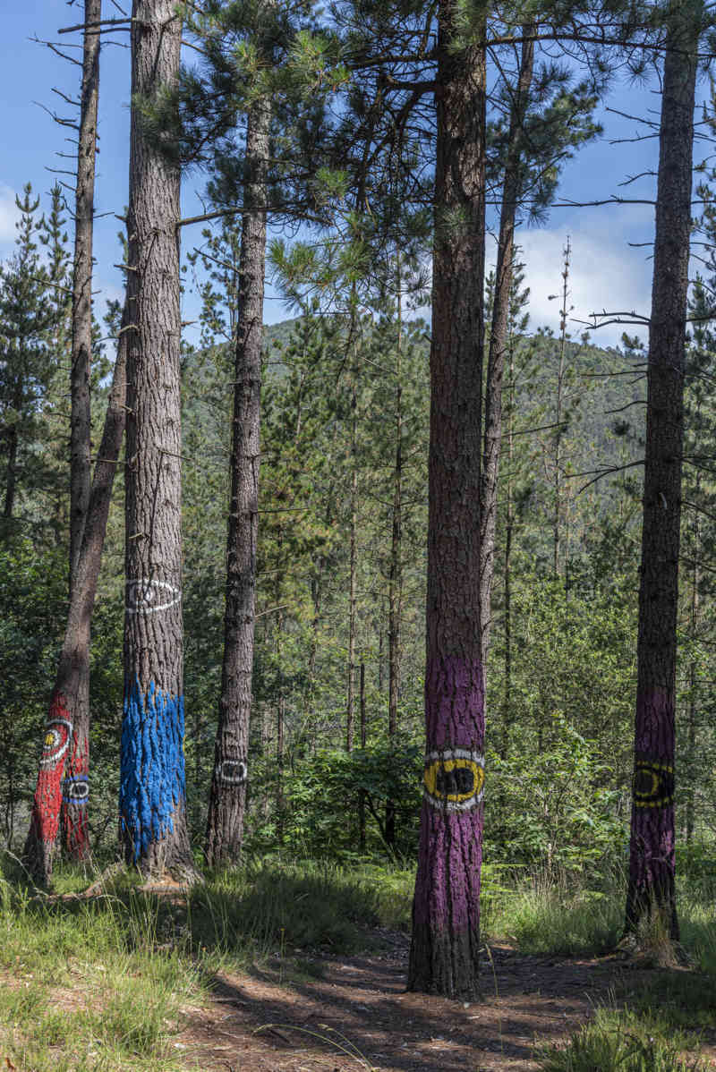 Vizcaya - Kortezubi 18 - bosque de Oma.jpg